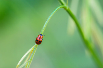 ladybug on a green leaf macro