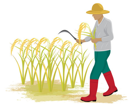 farmer harvest rice vector design