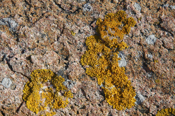 Stone with lichen