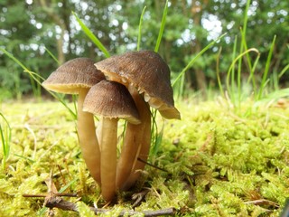 オオヒメノカサ