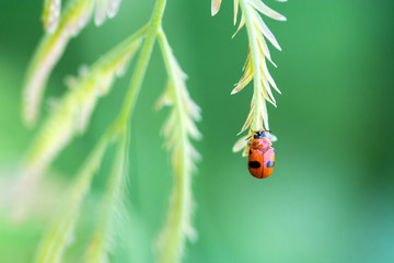 ladybug on a green leaf macro