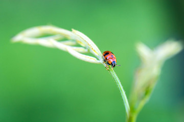 Naklejka premium ladybug on a green leaf macro