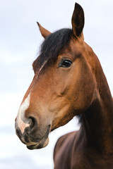 Schönes Pferd, Brauner, Portrait vor blauem Himmel