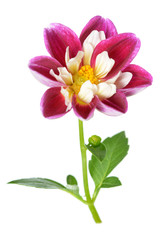 Obraz na płótnie Canvas pink chrysanthemum dahlia