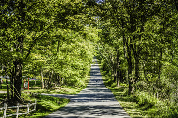 country road lined with trees