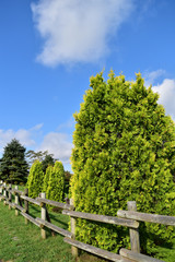 公園のコニファーと秋の青空