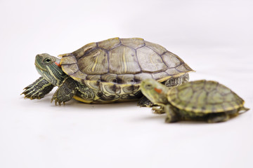 The Brazilian Red eared slider turtles with white background