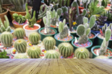 cactuses of various  in the flower market