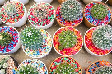 cactuses of various  in the flower market
