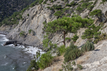 Pines at cape Kapchik in Black Sea. Golitsyn trail, southern coast of Crimea near Noviy Svet. Russia, Ukraine