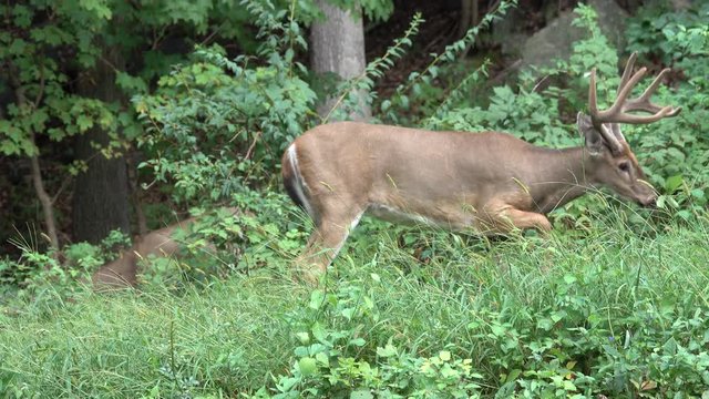 Deer in the woods