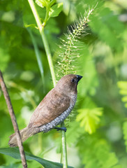 Image of ricebird perched on a green leaf.