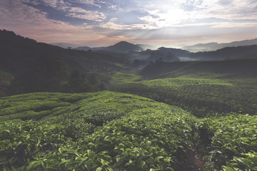 The shot of sunrise over a tea farm during a calm morning.
