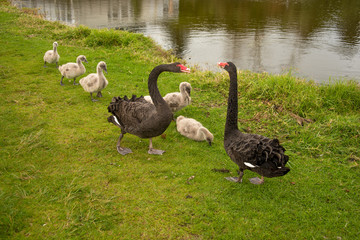 Swan family with their cygnets