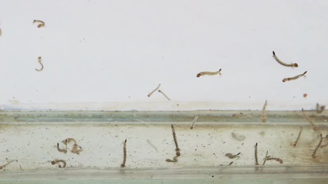 Mosquito larva while swimming