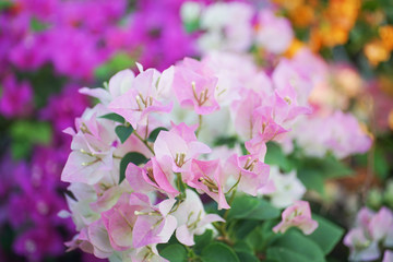 Bougainvillea flower in soft focus with blurred background