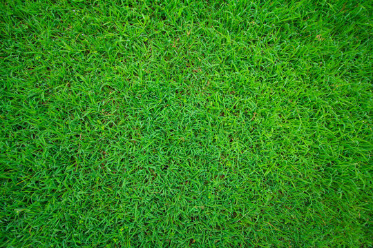 green grass on the yard