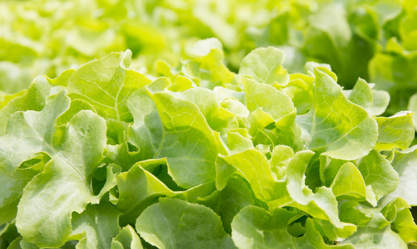  fresh lettuce plants