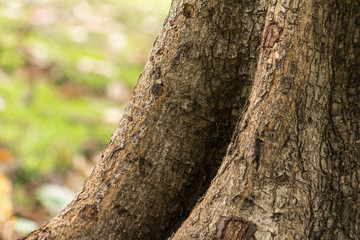 Fototapeta premium wood texture and root tree