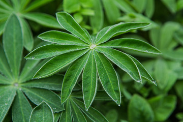 Flower plant with drops of a dew on the leaves.