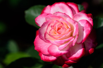 赤い薔薇