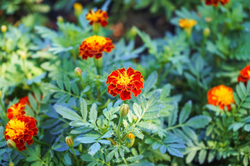 Zinnia flower,closeup of red Zinnia flower in garden