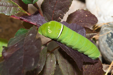 Tiger Swallowtail Caterpillar
