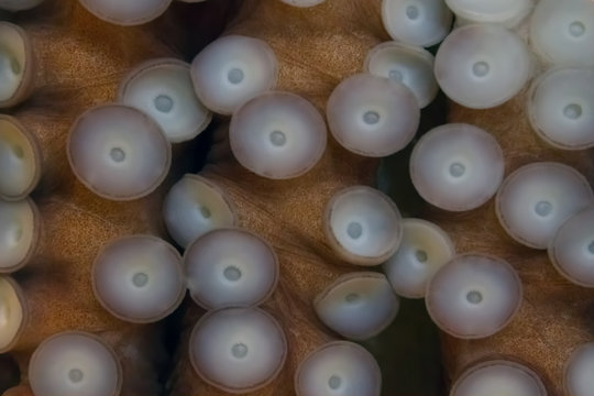 Tentacles