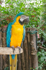 Colorful macaw parrot standing on the branch