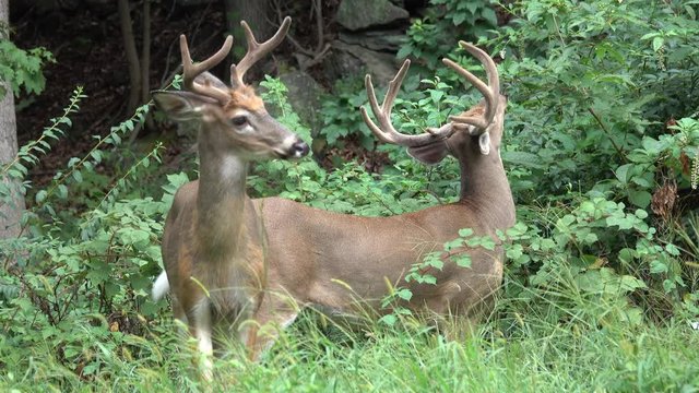 A six point buck and an eight point buck in the woods