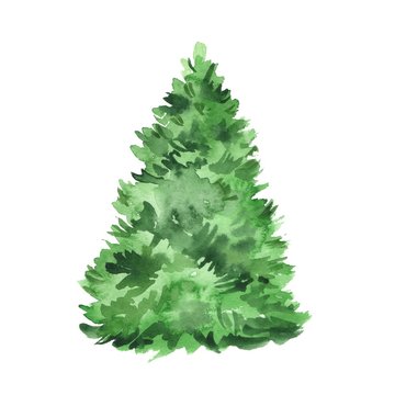 Fir tree. Watercolor illustration, isolated on white