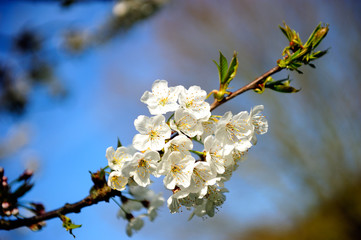White sakura in the blue sky