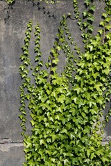 concrete wall with green ivy plant background
