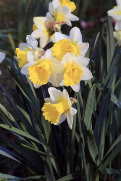 Daffodils, Dartington, Devon, England, UK.