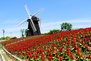 風車とサルビア