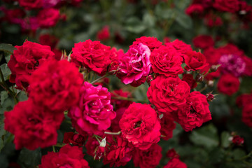 万博記念公園　バラ園