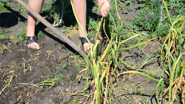 gardener digs with a shovel garlic from ground