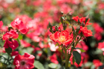 万博記念公園　バラ園