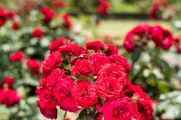 万博記念公園　バラ園