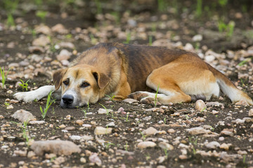 Image of brown dog on nature background.