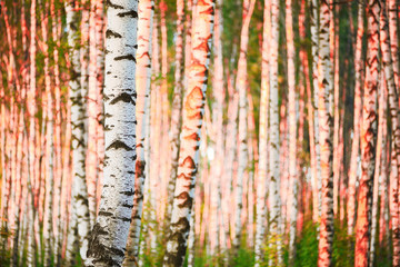 summer in birch forest