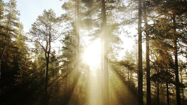 Sunlight in a foggy morning forest background animation