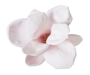 Fototapeta na wymiar pink magnolia