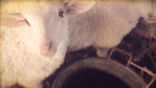 Vintage video. Portrait of a cute newborn lamb 