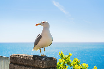 Portrait of a seagull. © smallredgirl