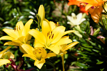 大阪舞洲ゆり園