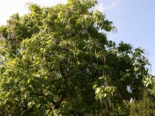 Catalpa - tree -leaves and seeds