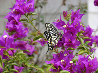 Flowers and butterly
