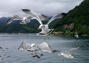 Fototapeta na wymiar Seagulls waiting for food