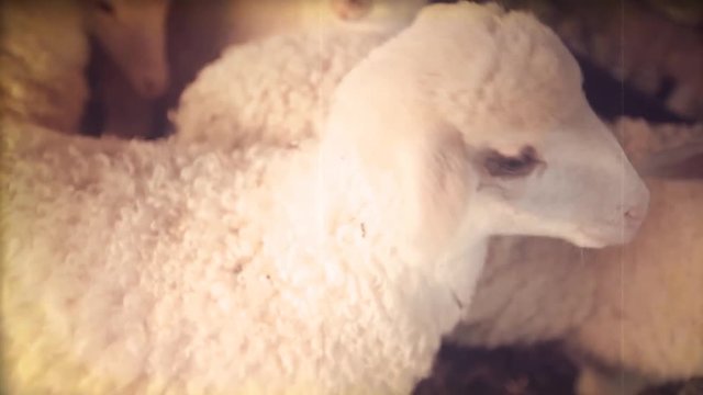 Vintage video. Portrait of a cute newborn lamb looking in camera in the countryside of southern Italy. Super 8Mm